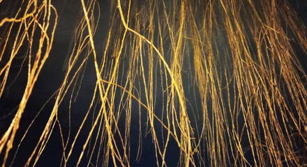 Shadow of a tree on the wall