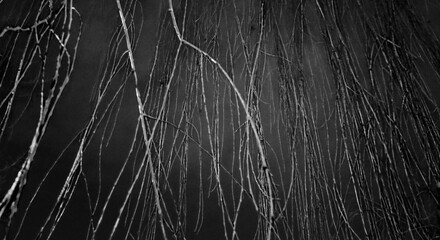 Shadow of a tree on the wall