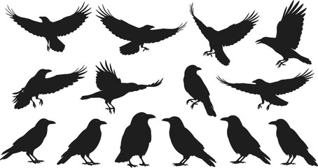 Flat vector illustration of crow silhouettes in flight and standing poses, bird wildlife icons, black bird shapes, nature fauna graphics, outdoor animal designs, flying raven symbols