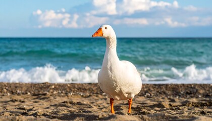 Goose on sandy beach, ocean view