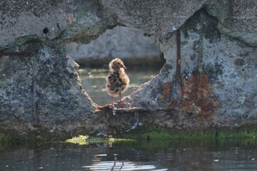 black-headed gull chick