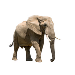 Obraz premium elephant, isolated background. Generative Ai 