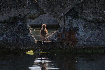 black-headed gull chick