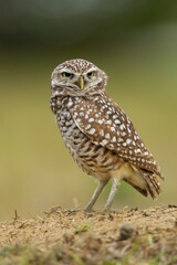 Burrowing Owl, Florida Subspecies, taken in Cape Coral Florida in the wild