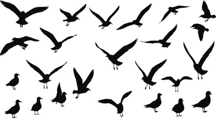 Flying seagulls and standing birds silhouette set, coastal seabird vector shapes, nature wildlife clipart, black bird silhouette collection