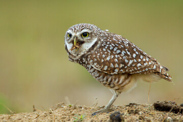 Burrowing Owl, Florida Subspecies, taken in Cape Coral Florida in the wild