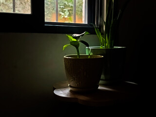 An indoor art print depicting two houseplants placed on a small wooden table near a window, where natural light streams onto the leaves, adding a sense of calm, warmth, and harmony with nature. The em