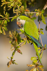 Monk Parakette taken in SW Florida