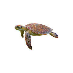 Obraz premium Sea Turtle Swimming in Ocean Isolated on White Background Perfect for Marine Life, Wildlife and Conservation Themes