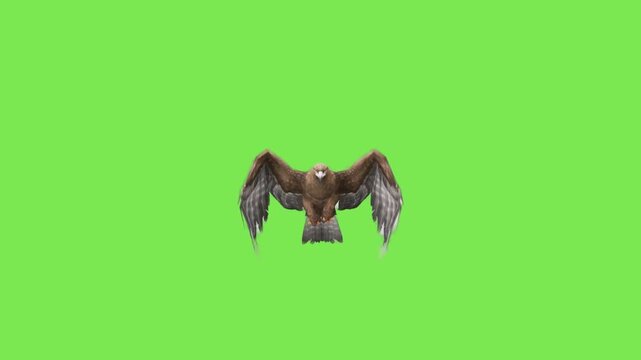 eagle flying short intro with green screen