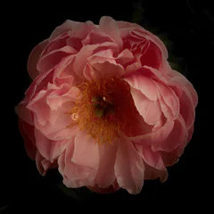 Fototapete Dahlie beautiful pink peony flower dark background  © Paweł Jarecki