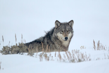 Fototapeta premium Gray Wolf taken in yellowstone NP