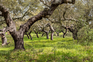 Cork Oak forest at Hortas de Baixo near Arronches, Alentejo, Portugal.