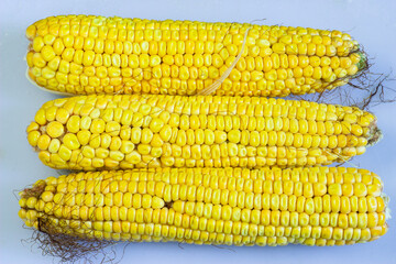 corn isolated on white background