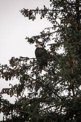 bald eagle sitting on branch