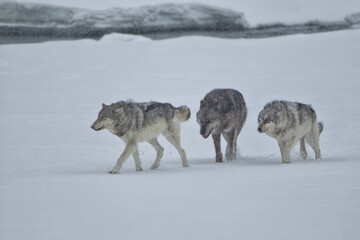 Gray Wolf taken in yellowstone NP