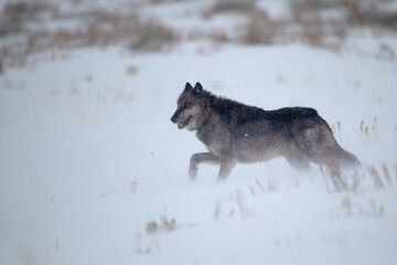 Gray Wolf taken in yellowstone NP