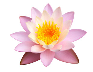 Fototapeta premium Fresh Pink Waterlily Lotus Isolated on Transparent Background.