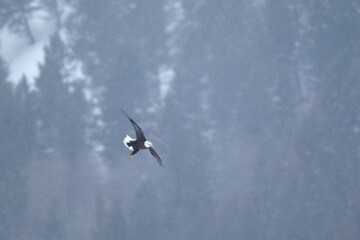 Bald Eagle flight taken in Yellowstone NP