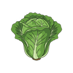 A vibrant illustration of a fresh, green head of cabbage, isolated on white.