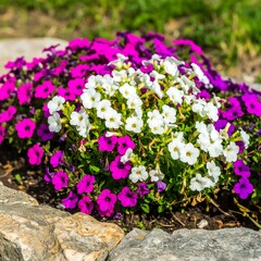 Vibrant flower bed display