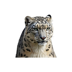 Obraz premium Majestic Snow Leopard Close Up on White Background – Rare Wild Cat Stock Photo for Wildlife and Nature Lovers