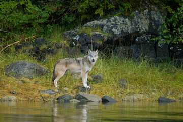 Gray Wolf at waters edge taken in BC Canada © Stan
