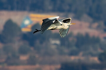 GARZA REAL CON UNA ESTELADA IDE FONDO