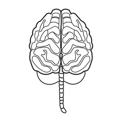 Human brain icon with editable stroke, Simple brain diagram illustration