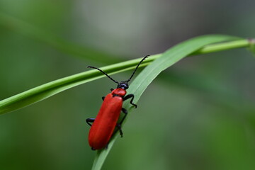 Pyrochroa coccinea.