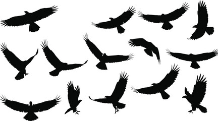 Obraz premium Cad drawing flat vector illustration, black eagle silhouettes, flying birds in various wing poses, raptor clipart, wildlife icons, soaring eagles, hunting birds, isolated on white background