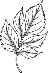 Obraz premium Detailed Leaf Silhouette with Veins and Serrated Edges on Transparent Background