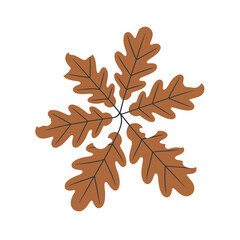 Autumn oak leaves in a stunning symmetrical arrangement