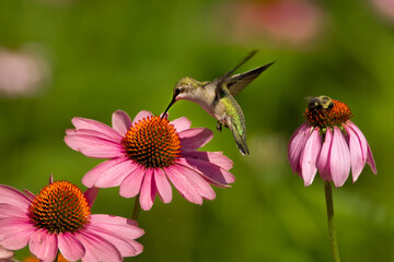 Ruby-throated Hummingbird at cone flower taken in southern MN in the wild