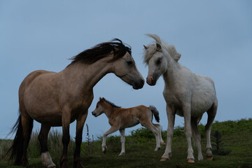 Two wild horses, together with a foal, are grazing in the evening under cloudy skies. One horse is...