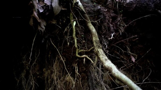 Detail of plants and waterfalls in the Mexican rainforest. Barranca del Cupatitzio National Park. Uruapan, Michoac&aacute;n.