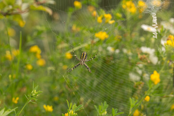 A close-up of a wasp spider in the center of its web. The spider has a striped yellow and black...