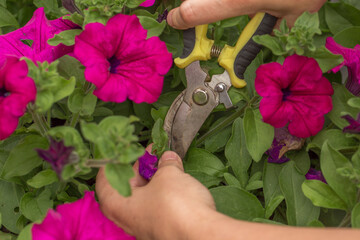 A close-up of hands pruning wilted petunia flowers. The frame shows pruning shears with yellow and black handles. Around them are lush petunia bushes with bright pink flowers and green leaves.
