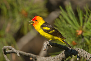 Western Tanager taken in South Dakota