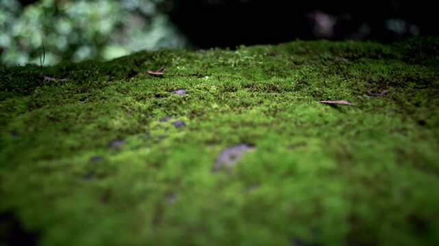 Detail of plants and waterfalls in the Mexican rainforest. Barranca del Cupatitzio National Park. Uruapan, Michoac&aacute;n.