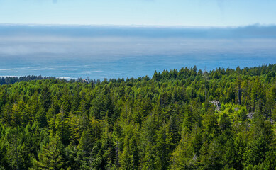 Redwood trees only in Northern California