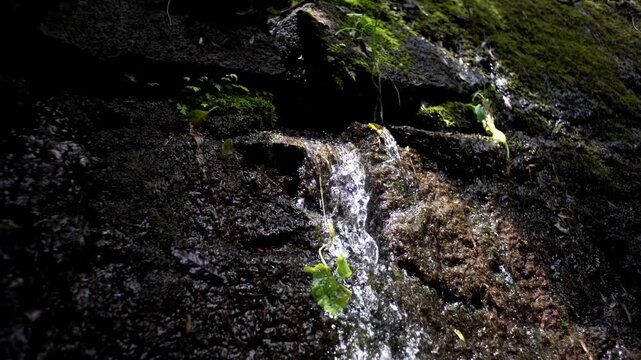 Detail of plants and waterfalls in the Mexican rainforest. Barranca del Cupatitzio National Park. Uruapan, Michoac&aacute;n.