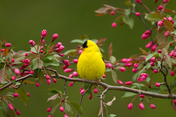 American Goldfinch on crabapple taken in southern MN
