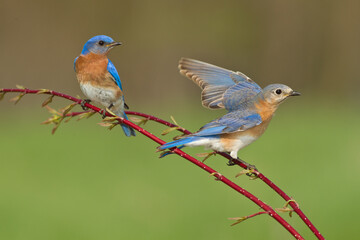 Fototapeta premium Eastern Bluebird Pair