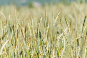 A close up of green ears of rye or wheat growing in a field in spring agriculture concept