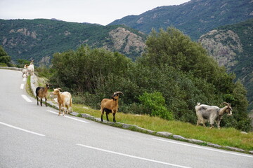 goats wandering on the mountain road in Corsica, france