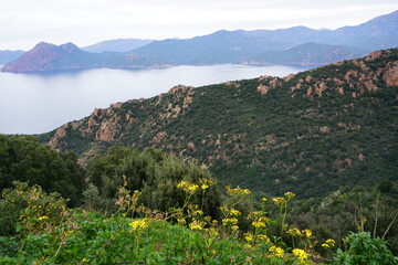 mountain landscape with yellow blooming flowers by the coast in Corsica, france