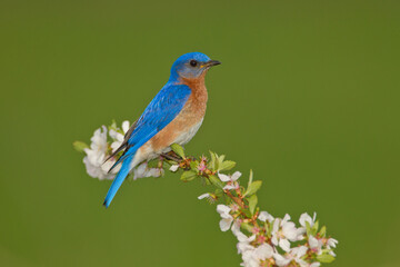 Obraz premium Eastern Bluebird on flowers taken in southern MN in the wild