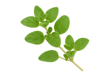 Fresh oregano sprig with vibrant green leaves on transparent background