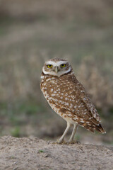 Burrowing Owl adult western taken in south dakota